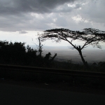 acaciatree
